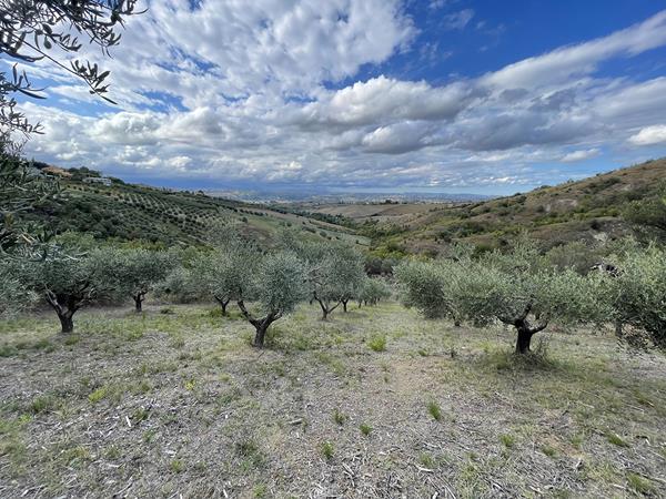 Olive grove and olives 2